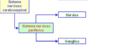Esquema del sistema nervioso periférico