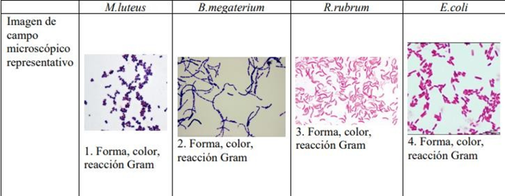 Campo microscópico representativo